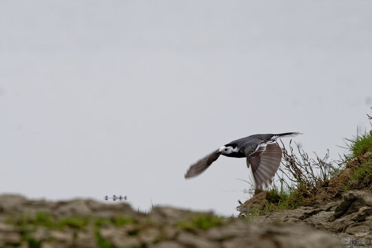 Bergeronnette grise- Motacilla alba - Hoche queue gris - passereaux - motacillid&eacute;s
