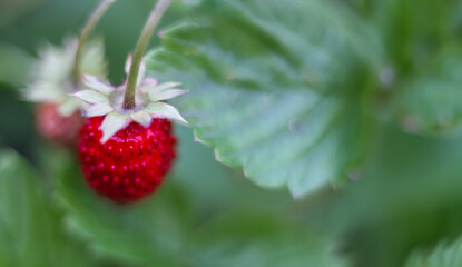 Sweet summer harvest: Ripe strawberries in arms of nature. banner.