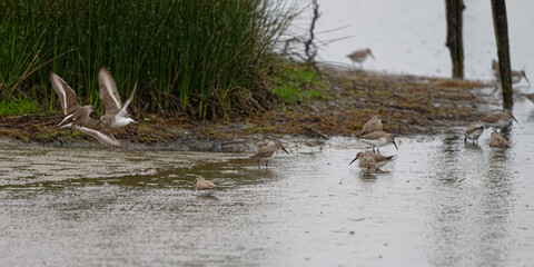 bécasseau sanderling  - Calidris alba - limicoles - Scolopacidae