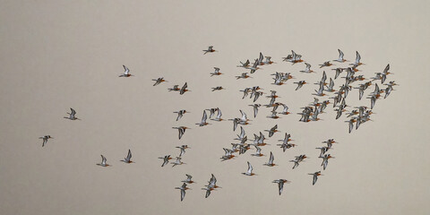 Barge à queue noire - Limosa limosa - oiseaux limicoles - scolopacidés
