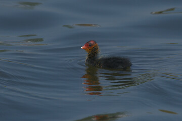 Baby coot