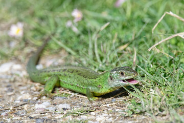 Lézard vert - Lacerta bilineata - sauriens -Lacertidae occidental - Lézard à deux bandes - Lézard à deux raies
