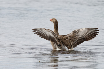 Oie cendrée - Anser anser - Anatidae - Anserinae.

