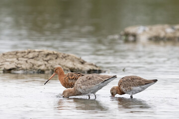 Barge à queue noire - Limosa limosa - oiseaux limicoles - scolopacidés

