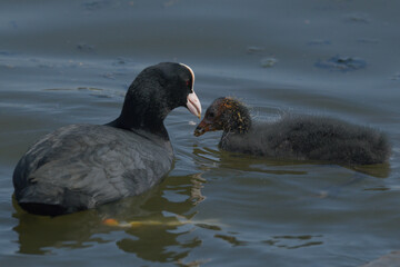 A coot feeding a chick