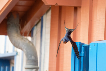 Hirondelle rustique - Hirundo rustica ©  - Erick M - 