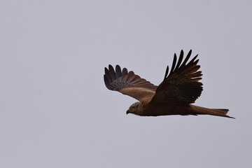 Milan noir - Milvus migrans - rapaces - Accipitridae