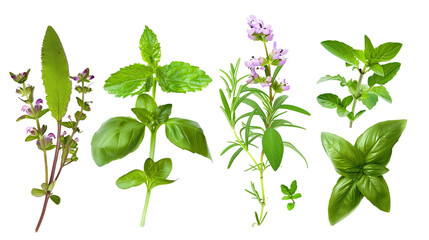 Set of aromatic herb flowers including mint, rosemary, and basil, isolated on transparent background