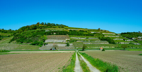 Vineyards near Achkarren/Birkensohl, Kaiserstuhl. Breisgau, Baden-W&uuml;rttemberg, Germany, Europe