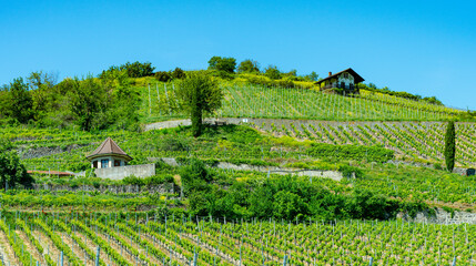 Vineyards near Achkarren/Birkensohl, Kaiserstuhl. Breisgau, Baden-Württemberg, Germany, Europe