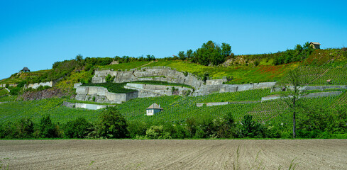 Vineyards near Achkarren/Birkensohl, Kaiserstuhl. Breisgau, Baden-Württemberg, Germany, Europe