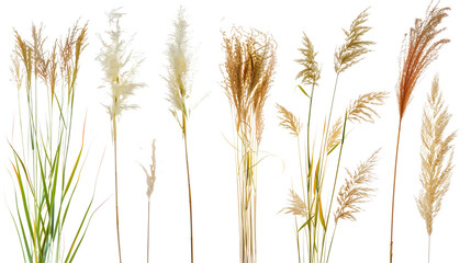 Set of ornamental grass flowers including pampas, fountain grass, and feather reed grass, isolated on transparent background