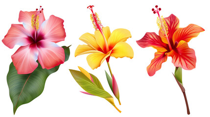 Set of tropical flowers such as hibiscus, frangipani, and bird of paradise, isolated on transparent background