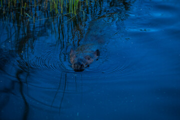 Scene of a beaver (Castor) in Hinton Town, Alberta, Canada.