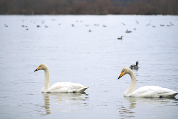 福島県・猪苗代湖の白鳥