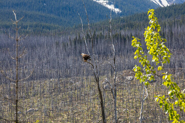 Bald eagle (Haliaeetus leucocephalus) in Jasper National Park, Canada