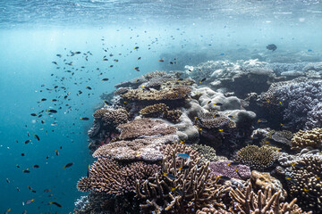 coral reef in the sea