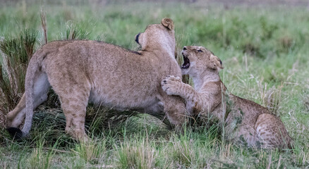 Playful Lion Cubs in the Wild