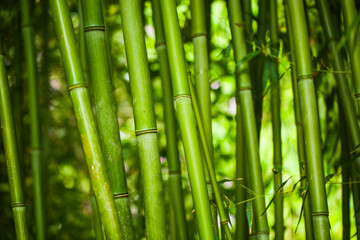 Obraz premium Phyllostachys bissetii bambus in a botanical garden