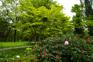 rhododendron bush in a botanical garden, munich bavaria