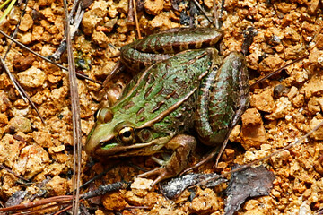 Leopard Frog, taken in Honduras.