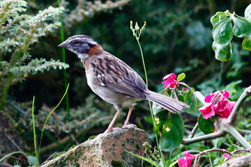 Rufous-collared Sparrow perched on stone, taken in Honduras.