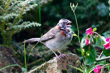 Rufous-collared Sparrow perched on stone, taken in Honduras.