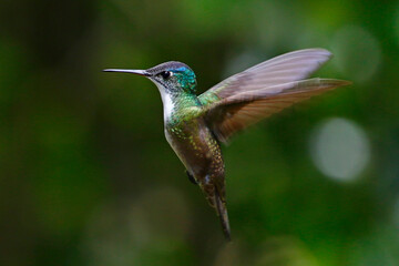 Fototapeta premium Azure-crowned Hummingbird (Saucerottia cyanocephala) in flight, taken in Honduras.