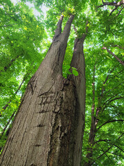 Fototapeta premium Forked linden tree with vertically cracked bark