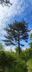 Pine tree standing near a path in the forest against a background of blue sky