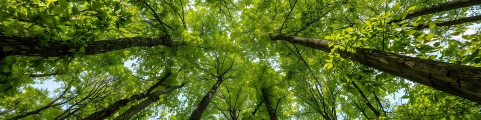 forest background landscape