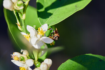 Honey bee perching on white flower