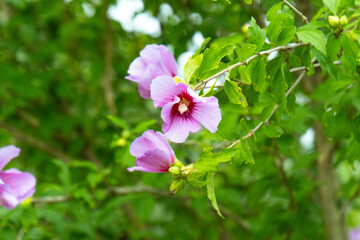 Obraz premium 무궁화