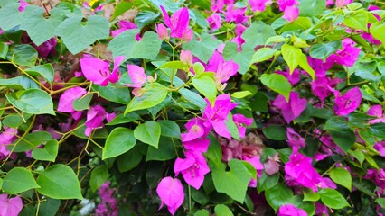 Close up of bougainvillea flower blooming in the garden at Mekong Delta Vietnam.