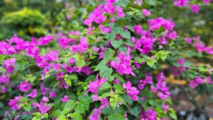 Close up of bougainvillea flower blooming in the garden at Mekong Delta Vietnam.