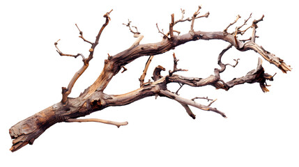 Dry twisted jungle branch isolated on transparent background