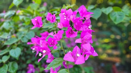 Close up of bougainvillea flower blooming in the garden at Mekong Delta Vietnam.