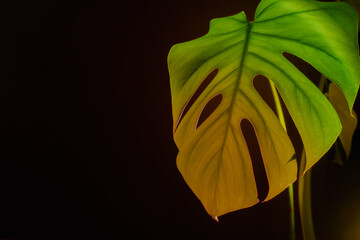 Indoors garden healthy space biophilia design. Monstera house plant with sunset lamp light....