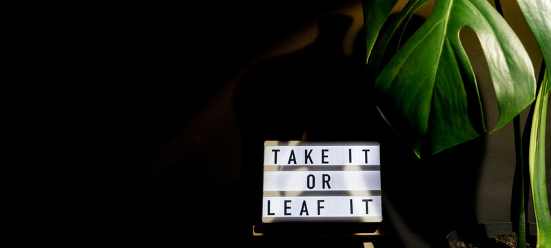 Funny joke idea inscription saying TAKE IT OR LEAF leave IT Monstera silhouette leaf in dark background and light from sunset aesthetic lamp. Projector yellow light golden hour effect. House plants