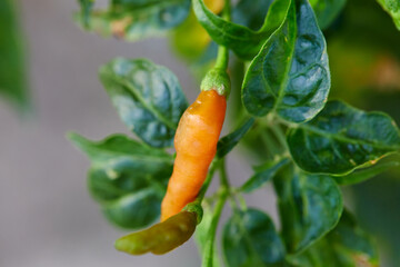 Fresh red chili peppers in vegetable garden