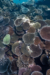 coral reef in aquarium