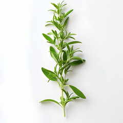 Fototapeta premium bamboo leaves green plant ai generative 