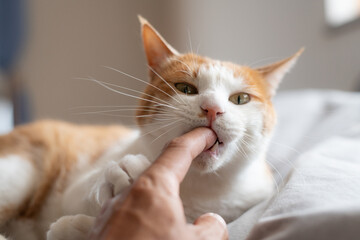 飼い主の指を噛む猫　茶トラ白