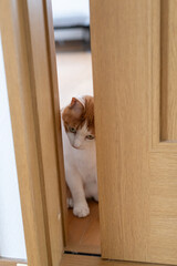 ドアの隙間から見つめる猫　茶トラ白