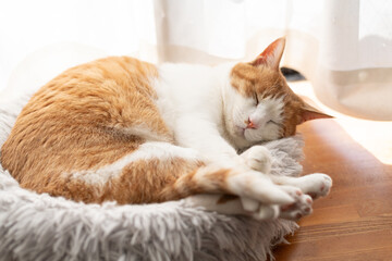 窓辺で眠る可愛い猫　茶トラ白