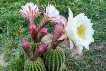 Obraz premium Night-blooming Cereus Cactus Flower