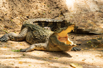 crocodile lies in the shade near the water as a background.