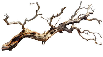 Dry twisted jungle branch isolated on transparent background