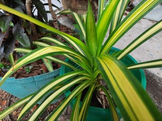 Spider plant