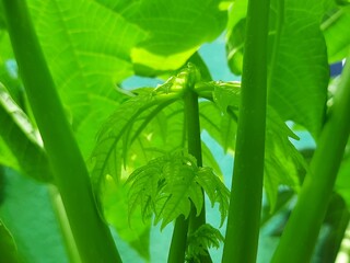 close up of a young papaya tree